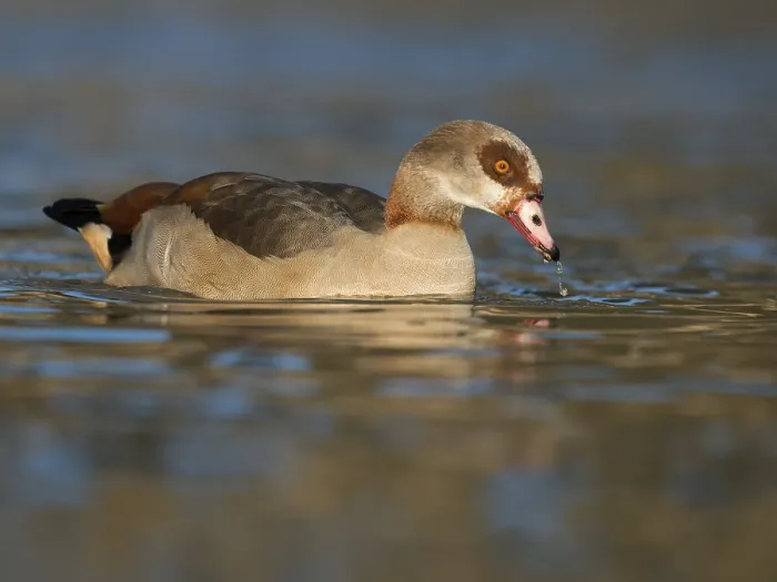 Framed Print : Egyptian Goose (Alopochen aegyptiacus)
