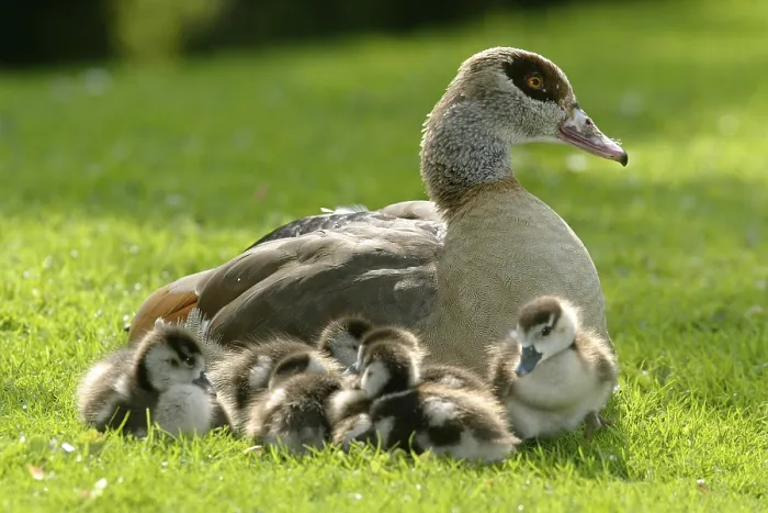 Framed Print : Egyptian goose (alopochen aegyptiacus)