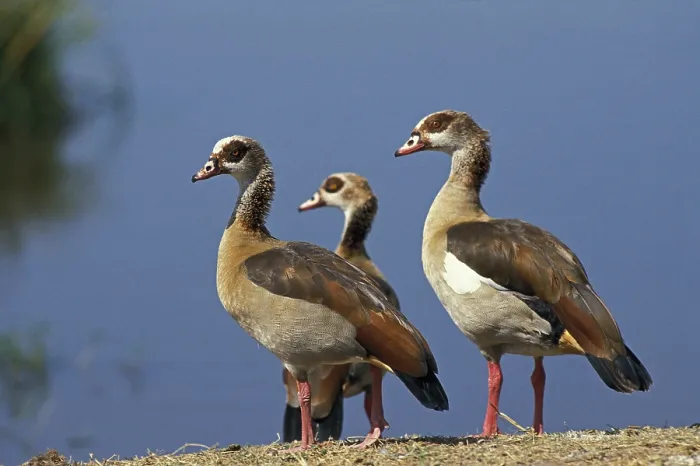 Framed Print : Egyptian Goose (alopochen aegyptiacus)