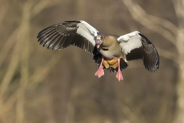 Framed Print : Egyptian Goose (Alopochen aegyptiacus) in flight