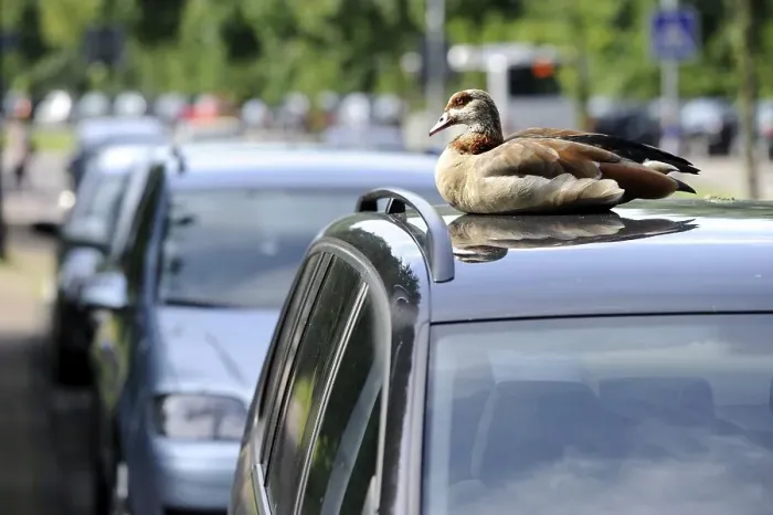 Framed Print : Egyptian Goose (Alopochen aegyptiacus) perched on the roof of a car