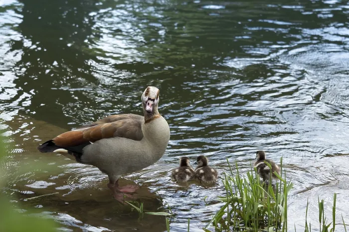 Framed Print : Egyptian goose with three goslings at the pond edge