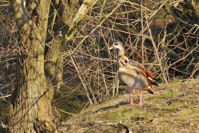 Framed Print : Egyptian goose on a lake in the Upper lusatia
