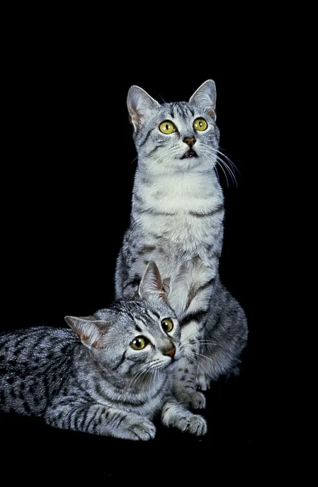 Framed Print : EGYPTIAN MAU DOMESTIC CAT, PAIR OF ADULTS AGAINST BLACK BACKGROUND