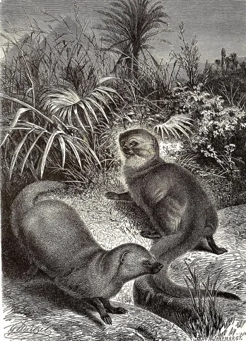 Framed Print : Egyptian mongoose (Herpestes ichneumon)