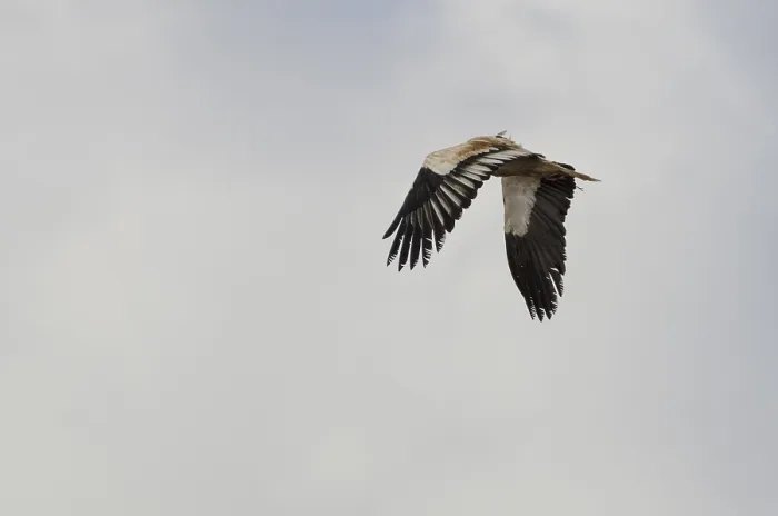 Framed Print : Egyptian Vulture (Neophron percnopterus)