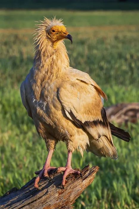 Framed Print : Egyptian Vulture, Neophron percnopterus