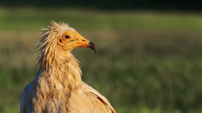 Framed Print : Egyptian Vulture, Neophron percnopterus