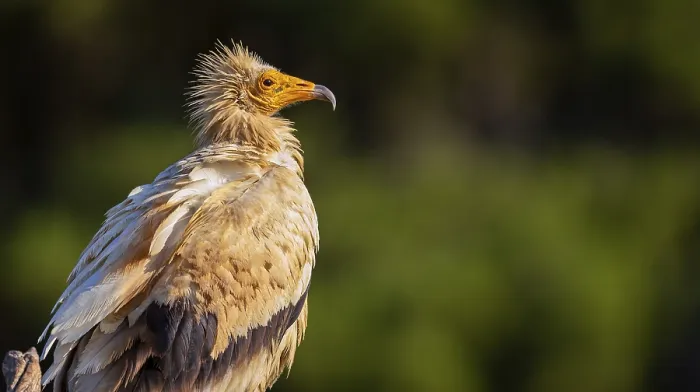 Framed Print : Egyptian Vulture, Neophron percnopterus