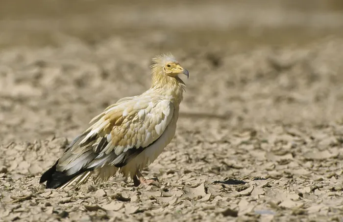 Framed Print : Egyptian vulture (Neophron percnopterus)