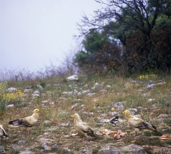 Framed Print : Egyptian vulture (Neophron percnopterus) Three on the ground of bones Framed Print : Egyptian vulture (Neophron percnopterus) Three on the ground of bones