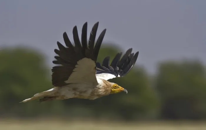 Framed Print : Egyptian Vulture at Rajasthan India Framed Print : Egyptian Vulture at Rajasthan India
