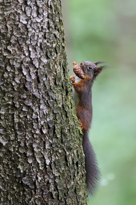 Framed Print : Eichhoernchen (Sciurus vulgaris) klettert an Baumstamm mit Tannzapfen im Maul