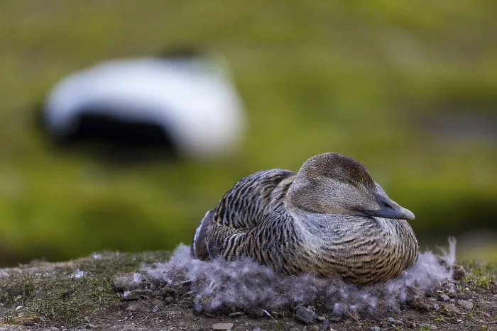 Framed Print : Eider duck (Somateria mollissima) Framed Print : Eider duck (Somateria mollissima)
