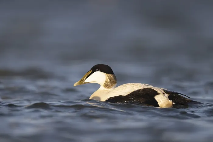 Framed Print : Eider duck (Somateria mollissima)