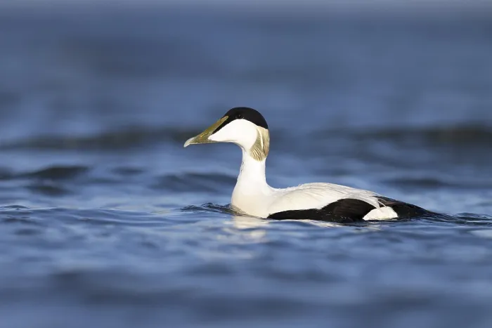 Framed Print : Eider duck (Somateria mollissima)