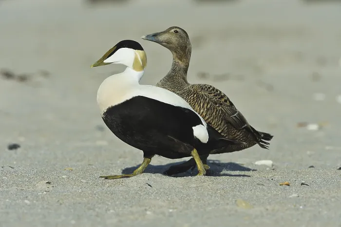 Framed Print : Eiderente (Somateria mollissima) Common Eider