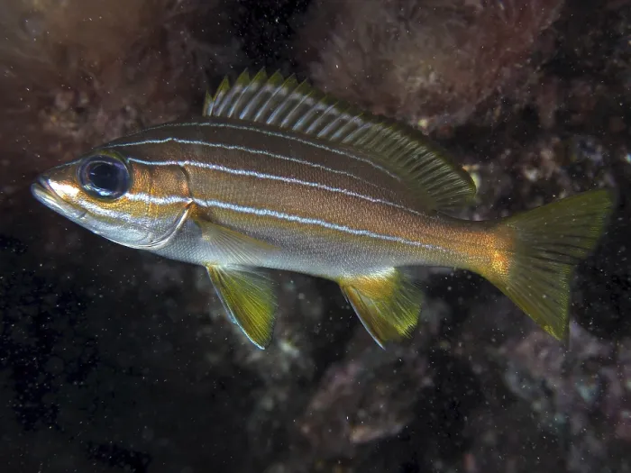 Framed Print : Eight-striped grunt (Parapristipoma octolineatum)