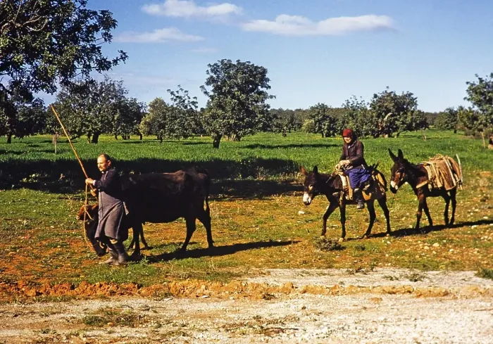 Framed Print : Ein Bauer fuehrt eine Kuh und ein Kalb mit einer Frau, die auf einem Esel reitet, ueber das Ackerland, traditionelle Lebensweise im laendlichen Zypern 1963