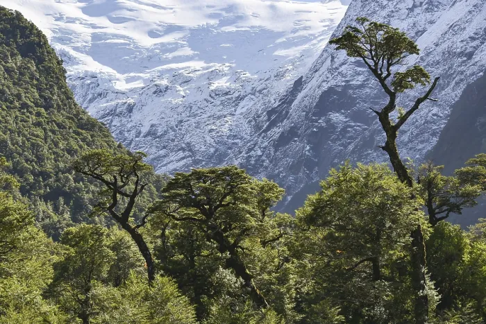 Framed Print : El Bosque Encantado, enchanted or Charmed Forest with Queulat Glacier
