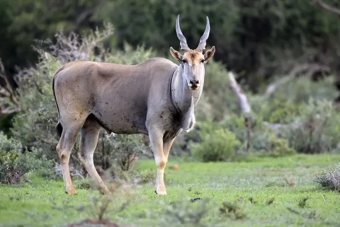 Framed Print : Eland (Taurotragus oryx), adult Framed Print : Eland (Taurotragus oryx), adult