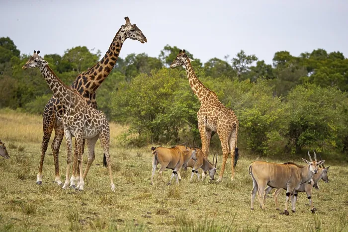 Framed Print : Eland (Tragelaphus oryx) Masai giraffe (Giraffa c)