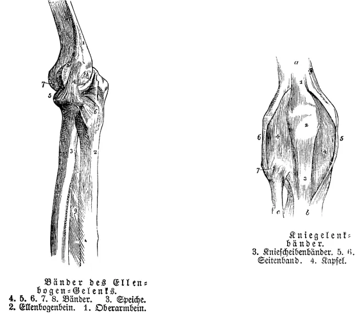 Framed Print : Elbow, tendon, spoke, elbow bone Framed Print : Elbow, tendon, spoke, elbow bone