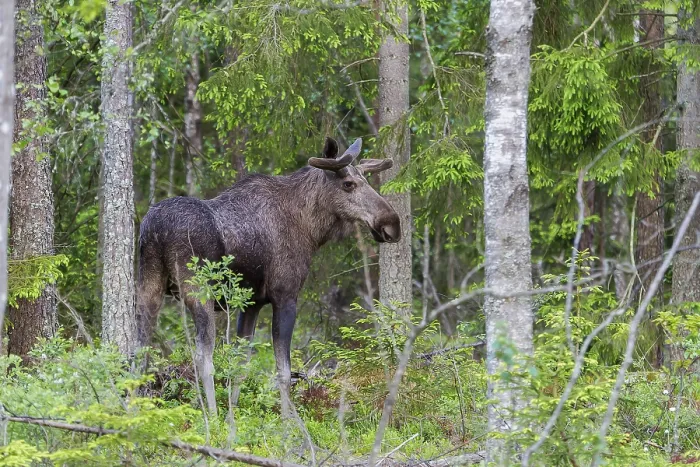 Framed Print : Elch (Alces alces) Moose Framed Print : Elch (Alces alces) Moose