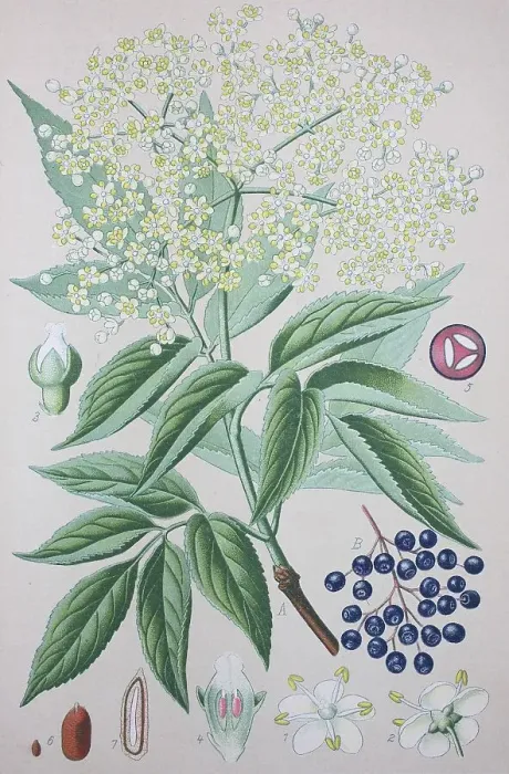 Framed Print : Elderberry (Sambucus nigra), historical illustration from 1885