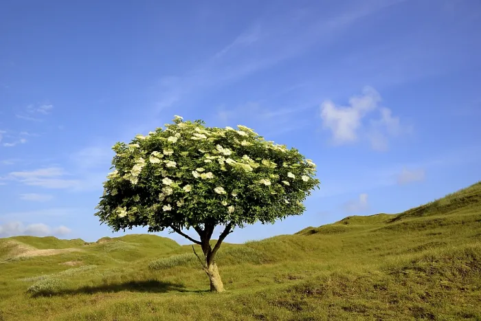 Framed Print : Elderberry (Sambucus nigra), solitary tree with blossoms against blue sky Framed Print : Elderberry (Sambucus nigra), solitary tree with blossoms against blue sky