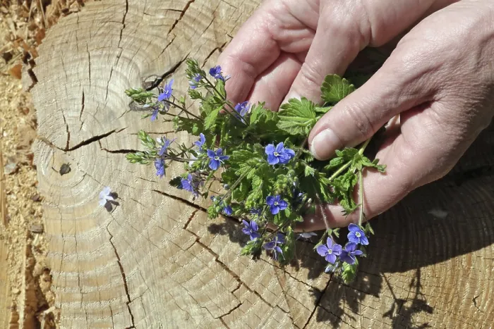 Framed Print : An elderly woman gently hold in hands a first spring forest blue flowers Framed Print : An elderly woman gently hold in hands a first spring forest blue flowers