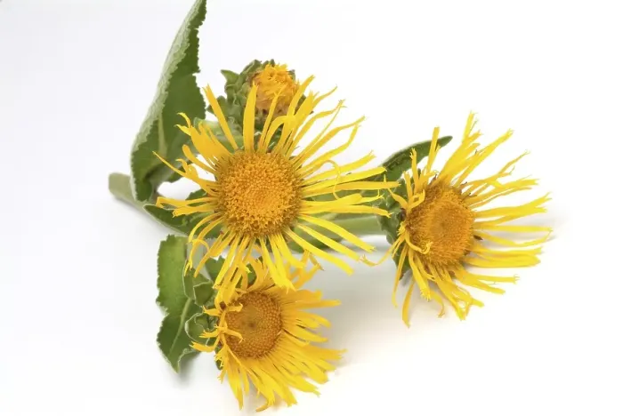 Framed Print : Elecampane, Horseheal or Horse-heal (Inula helenium) Framed Print : Elecampane, Horseheal or Horse-heal (Inula helenium)