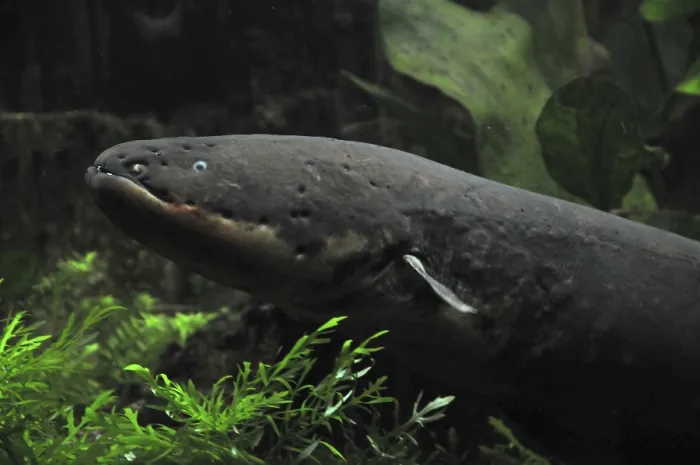 Framed Print : Electric eel (Electrophorus electricus) Framed Print : Electric eel (Electrophorus electricus)