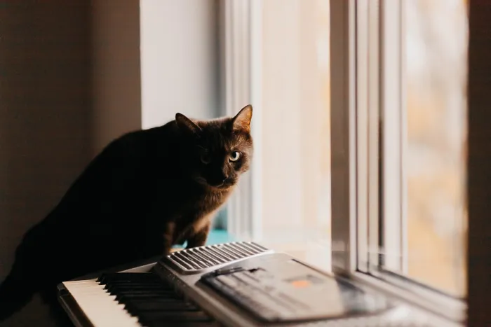 Framed Print : Electronic synthesizer A black cat sits on a keyboard by a window