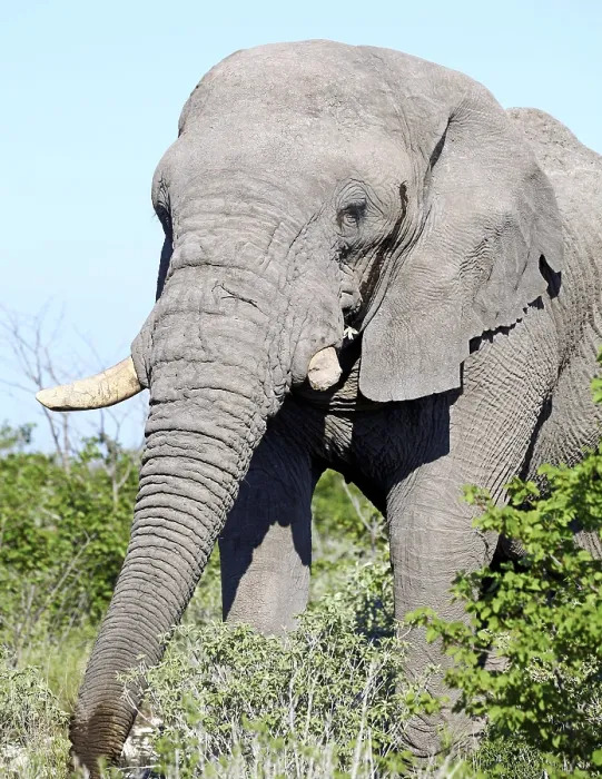 Framed Print : Elefant, Etosha, Namibia, african elephant (Loxodonta africana) Framed Print : Elefant, Etosha, Namibia, african elephant (Loxodonta africana)