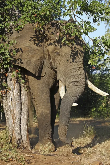Framed Print : Elefantenbulle im Kruger Nationalpark S