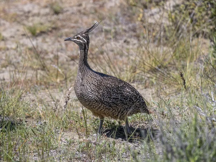 Framed Print : Elegant crested tinamou (Eudromia elegans)