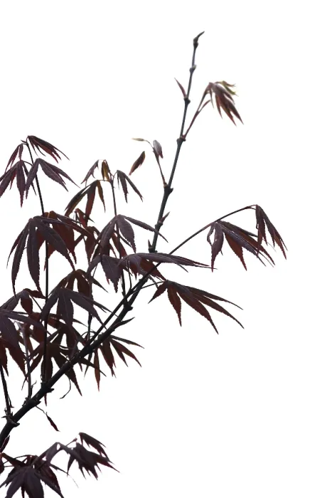 Framed Print : Elegant Japanese zen style bamboo tree with red leaves background isolated on white Framed Print : Elegant Japanese zen style bamboo tree with red leaves background isolated on white
