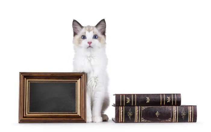 Framed Print : Elegant Ragdoll cat kitten sitting inbetween blackboard copy space filled frame and old books