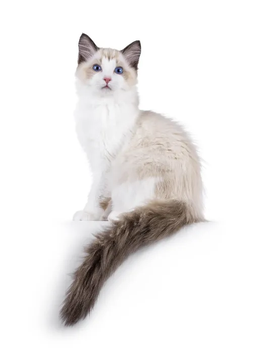 Framed Print : Elegant Ragdoll cat kitten sitting side ways on edge with tail hanging down Framed Print : Elegant Ragdoll cat kitten sitting side ways on edge with tail hanging down