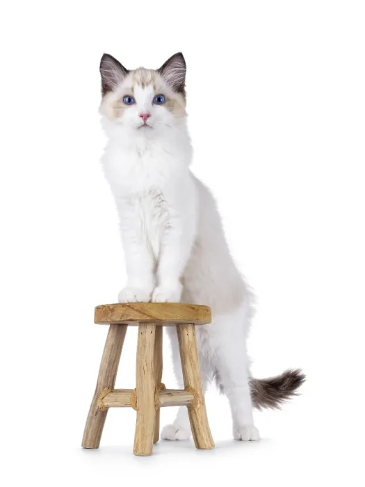 Framed Print : Elegant Ragdoll cat kitten standing with front paws on little wooden stool Framed Print : Elegant Ragdoll cat kitten standing with front paws on little wooden stool