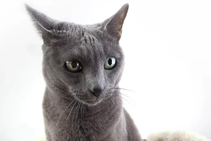 Framed Print : Elegant Russian Blue Pedigree Cat on Lambskin Framed Print : Elegant Russian Blue Pedigree Cat on Lambskin