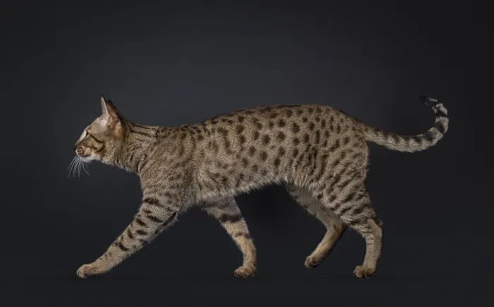 Framed Print : Elegant Savannah cat, walking side ways