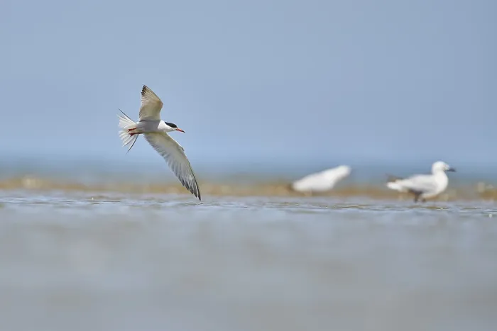 Framed Print : Elegant tern (Thalasseus elegans) flying in the sky above the sea Framed Print : Elegant tern (Thalasseus elegans) flying in the sky above the sea