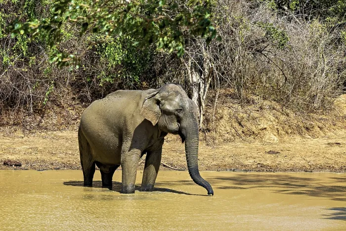 Framed Print : An elephant bathes in a muddy waterhole