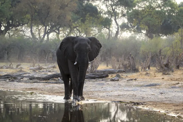 Framed Print : Elephant bull (Loxodenta africana) walks along the river edge