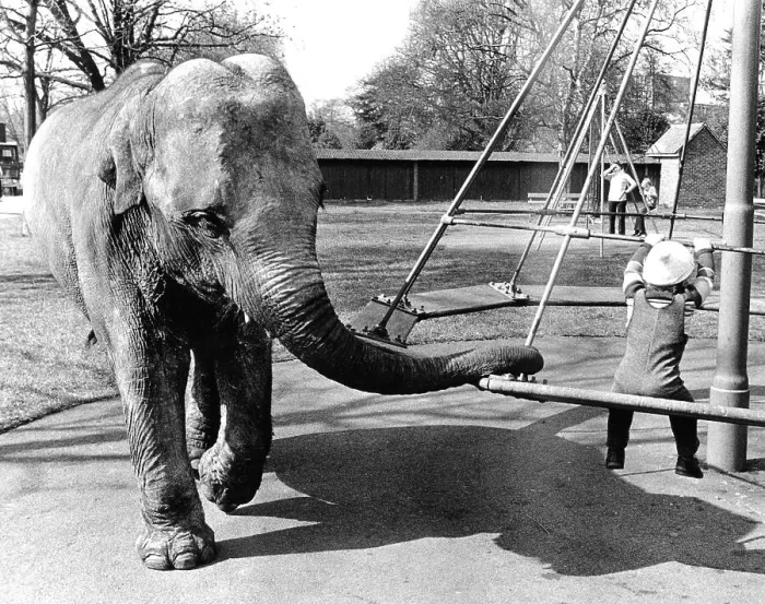 Framed Print : Elephant on the children's playground Framed Print : Elephant on the children's playground