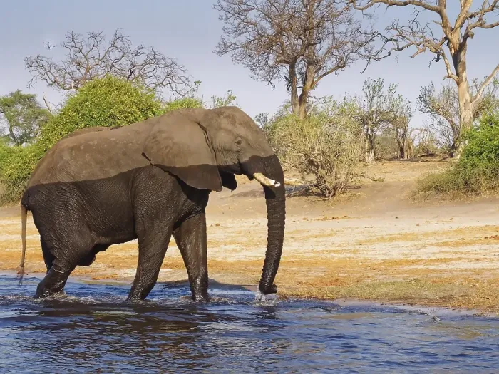 Framed Print : An elephant crosses the Chobe, the lower reaches of the Cuando River