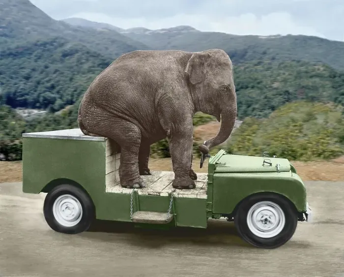 Framed Print : Elephant drives a car, England, Great Britain
