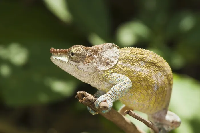 Framed Print : Elephant-eared Chameleon or Short-horned Chameleon (Calumma brevicornis)